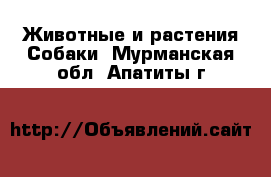 Животные и растения Собаки. Мурманская обл.,Апатиты г.